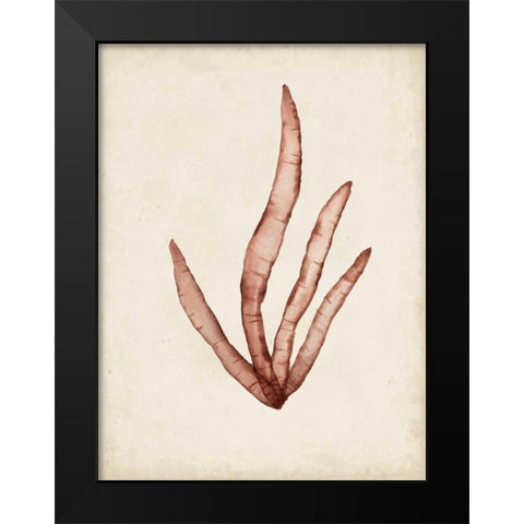 Seaweed Specimens VIII Black Modern Wood Framed Art Print by McCavitt, Naomi