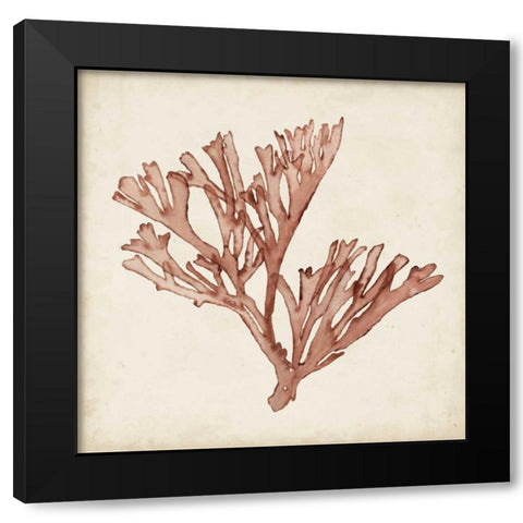 Seaweed Specimens XIII Black Modern Wood Framed Art Print by McCavitt, Naomi