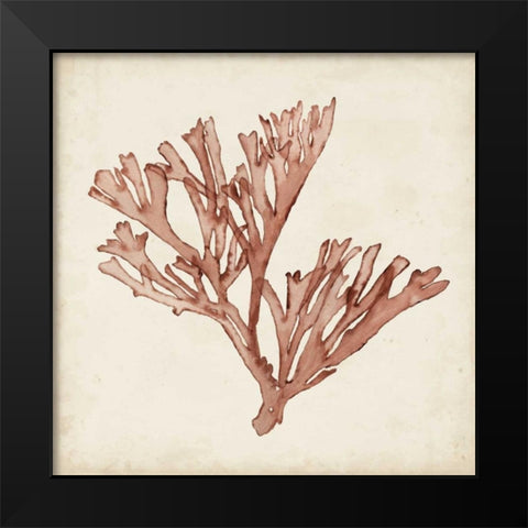 Seaweed Specimens XIII Black Modern Wood Framed Art Print by McCavitt, Naomi