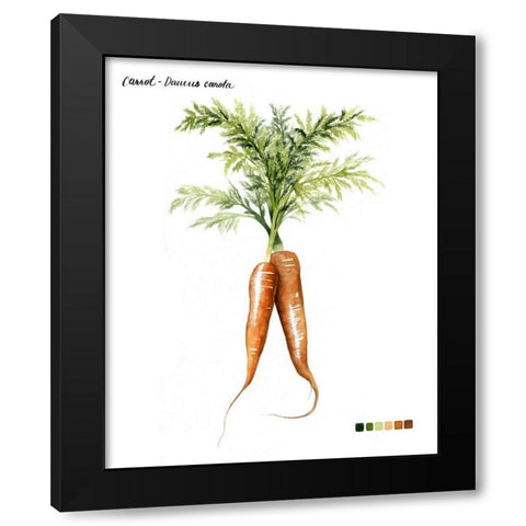 Root Vegetable III Black Modern Wood Framed Art Print with Double Matting by Popp, Grace