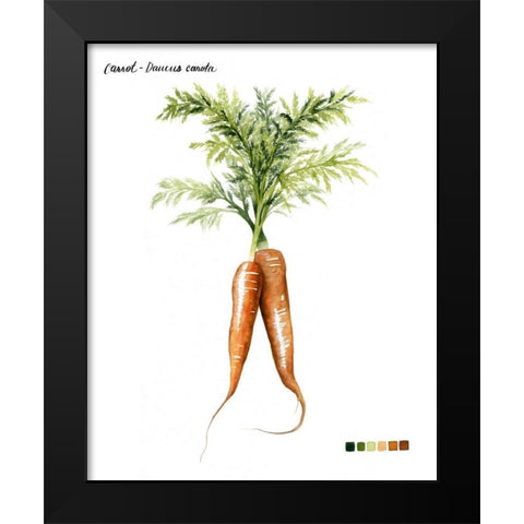 Root Vegetable III Black Modern Wood Framed Art Print by Popp, Grace
