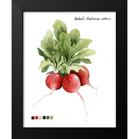 Root Vegetable IV Black Modern Wood Framed Art Print by Popp, Grace