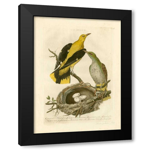 Nozeman Birds and Nests  II Black Modern Wood Framed Art Print with Double Matting by Nozeman