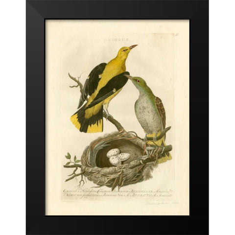 Nozeman Birds and Nests  II Black Modern Wood Framed Art Print by Nozeman