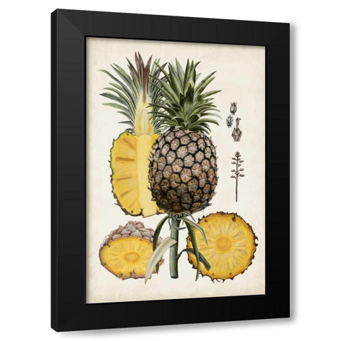 Pineapple Botanical Study II Black Modern Wood Framed Art Print with Double Matting by McCavitt, Naomi
