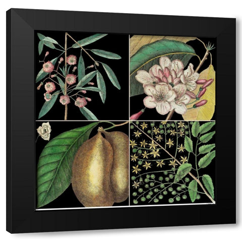 Graphic Botanical Grid II Black Modern Wood Framed Art Print with Double Matting by Catesby, Mark