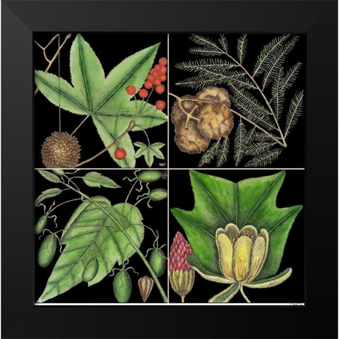 Graphic Botanical Grid III Black Modern Wood Framed Art Print by Catesby, Mark
