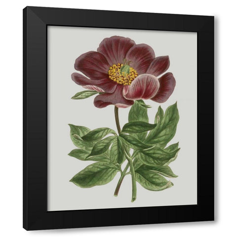 Floral Gems II Black Modern Wood Framed Art Print with Double Matting by Vision Studio