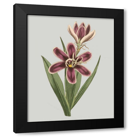 Floral Gems III Black Modern Wood Framed Art Print by Vision Studio