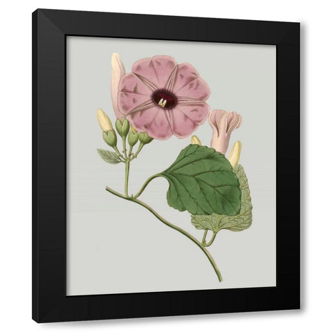 Floral Gems IV Black Modern Wood Framed Art Print with Double Matting by Vision Studio