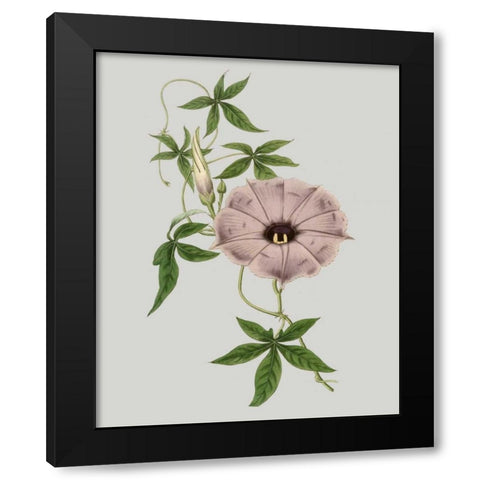 Floral Gems VI Black Modern Wood Framed Art Print with Double Matting by Vision Studio