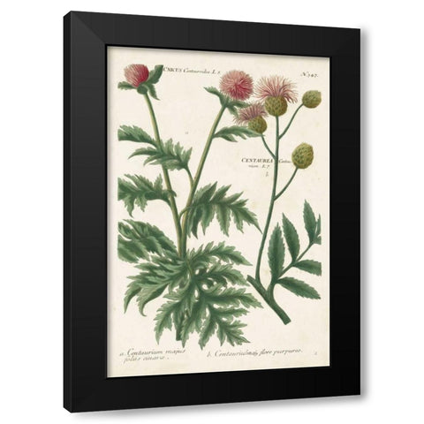 Botanical Varieties III Black Modern Wood Framed Art Print by Weinmann