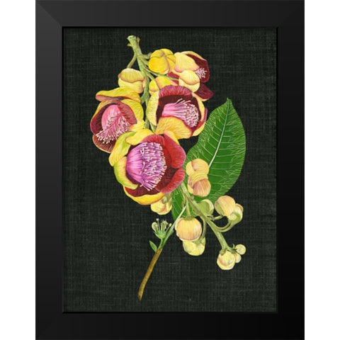 Couroupita Guianensis I Black Modern Wood Framed Art Print by Wang, Melissa