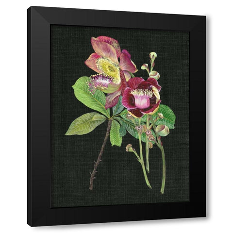 Couroupita Guianensis II Black Modern Wood Framed Art Print by Wang, Melissa