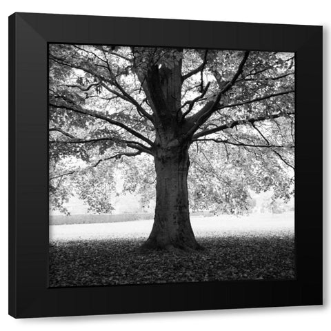 Woodland Tones III Black Modern Wood Framed Art Print by Henson, Martin