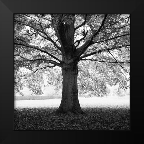 Woodland Tones III Black Modern Wood Framed Art Print by Henson, Martin