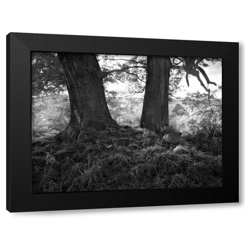The Mighty Oak Black Modern Wood Framed Art Print by Henson, Martin