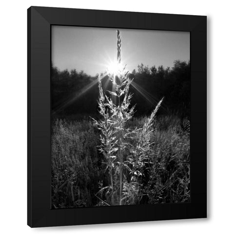 Magical Light Black Modern Wood Framed Art Print by Henson, Martin