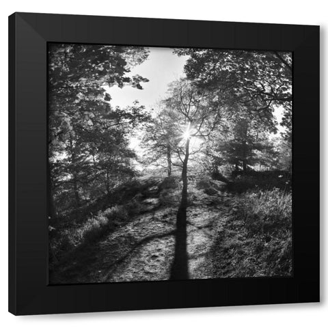 Woodland Tones I Black Modern Wood Framed Art Print by Henson, Martin