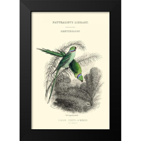 The Naturalists Library I Black Modern Wood Framed Art Print by Lizars, W.H.