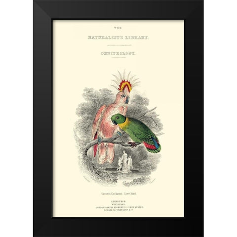 The Naturalists Library II Black Modern Wood Framed Art Print by Lizars, W.H.