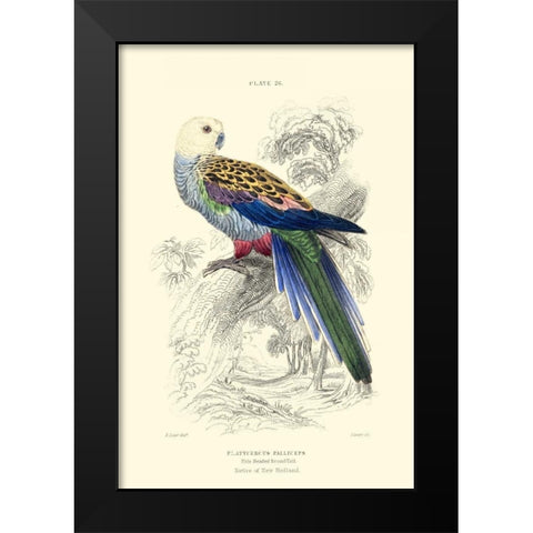 The Naturalists Library IV Black Modern Wood Framed Art Print by Lizars, W.H.