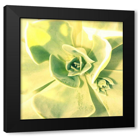 Succulent I Black Modern Wood Framed Art Print with Double Matting by Bell, Lillian