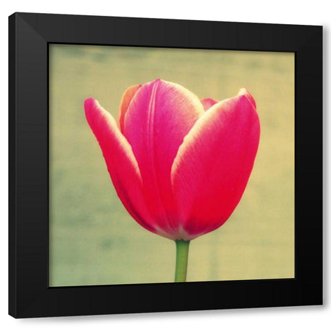 Tulip in Fuchsia I Black Modern Wood Framed Art Print by Bell, Lillian