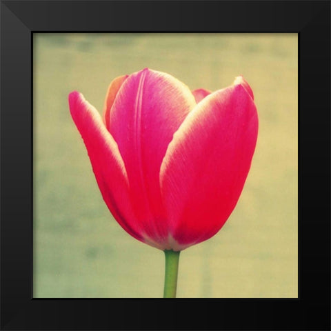 Tulip in Fuchsia I Black Modern Wood Framed Art Print by Bell, Lillian