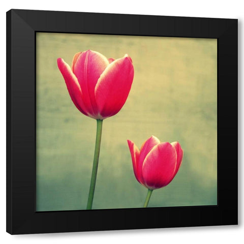 Tulip in Fuchsia II Black Modern Wood Framed Art Print with Double Matting by Bell, Lillian