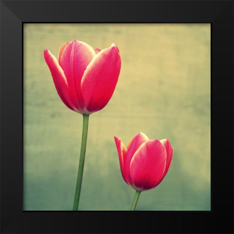 Tulip in Fuchsia II Black Modern Wood Framed Art Print by Bell, Lillian