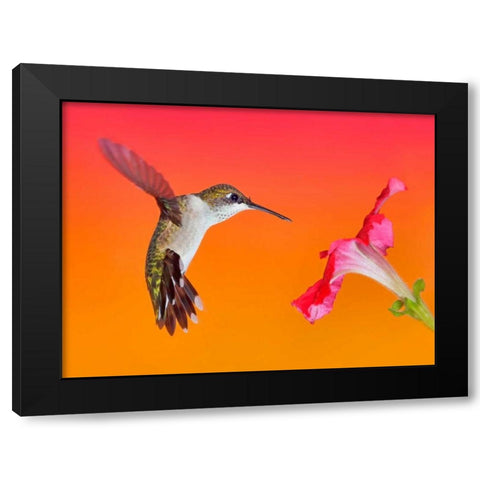 The Flower Dance I Black Modern Wood Framed Art Print by Robertson, Leda