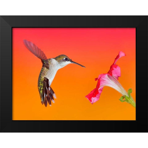 The Flower Dance I Black Modern Wood Framed Art Print by Robertson, Leda