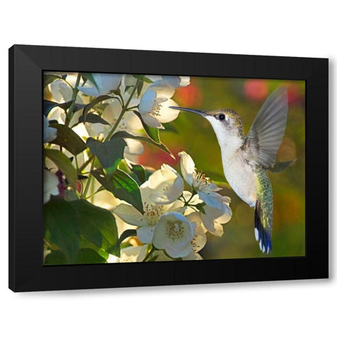 The Flower Dance II Black Modern Wood Framed Art Print by Robertson, Leda