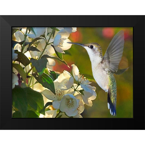 The Flower Dance II Black Modern Wood Framed Art Print by Robertson, Leda