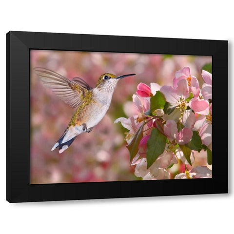 The Flower Dance V Black Modern Wood Framed Art Print with Double Matting by Robertson, Leda