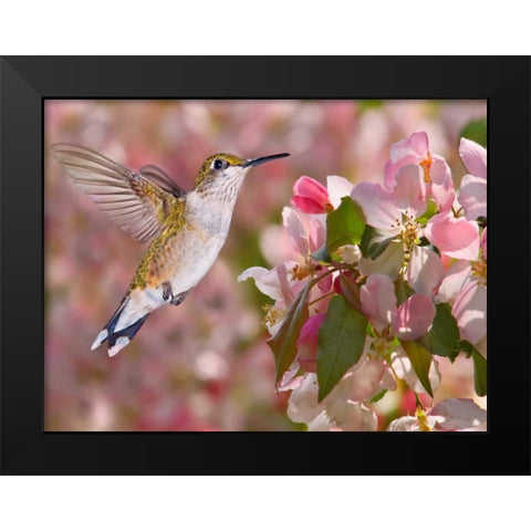 The Flower Dance V Black Modern Wood Framed Art Print by Robertson, Leda