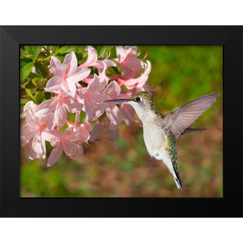 The Flower Dance VI Black Modern Wood Framed Art Print by Robertson, Leda