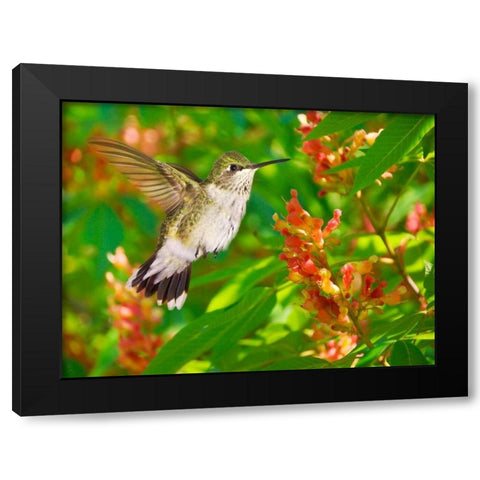 The Flower Dance VII Black Modern Wood Framed Art Print by Robertson, Leda