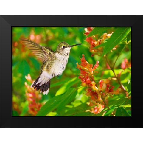 The Flower Dance VII Black Modern Wood Framed Art Print by Robertson, Leda