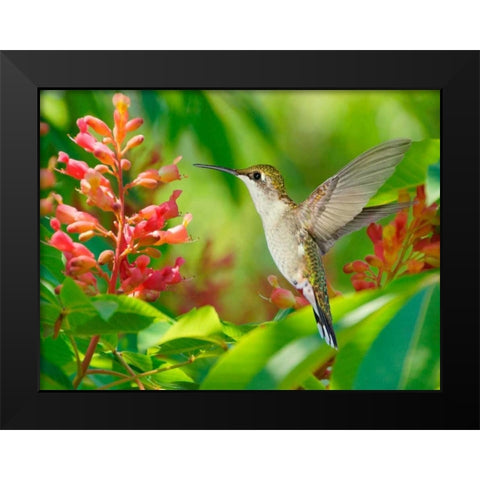 The Flower Dance VIII Black Modern Wood Framed Art Print by Robertson, Leda