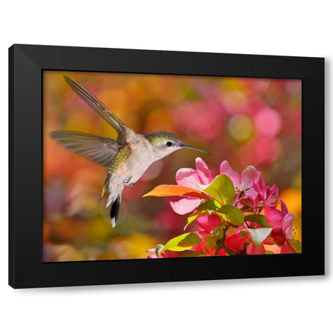 The Flower Dance IX Black Modern Wood Framed Art Print with Double Matting by Robertson, Leda