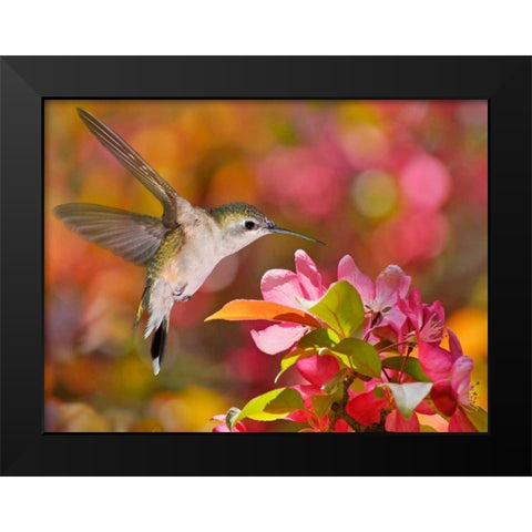 The Flower Dance IX Black Modern Wood Framed Art Print by Robertson, Leda