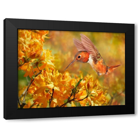 The Flower Dance XI Black Modern Wood Framed Art Print by Robertson, Leda