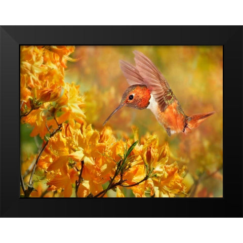 The Flower Dance XI Black Modern Wood Framed Art Print by Robertson, Leda