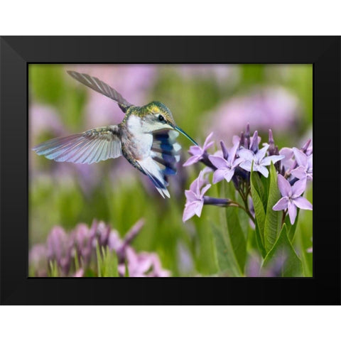 The Flower Dance XIII Black Modern Wood Framed Art Print by Robertson, Leda