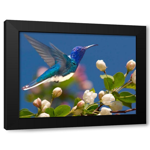 The Flower Dance XIV Black Modern Wood Framed Art Print by Robertson, Leda