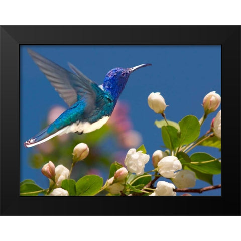 The Flower Dance XIV Black Modern Wood Framed Art Print by Robertson, Leda