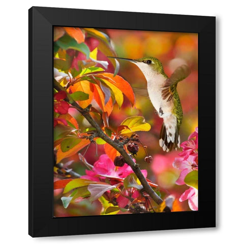 The Flower Dance XVII Black Modern Wood Framed Art Print with Double Matting by Robertson, Leda