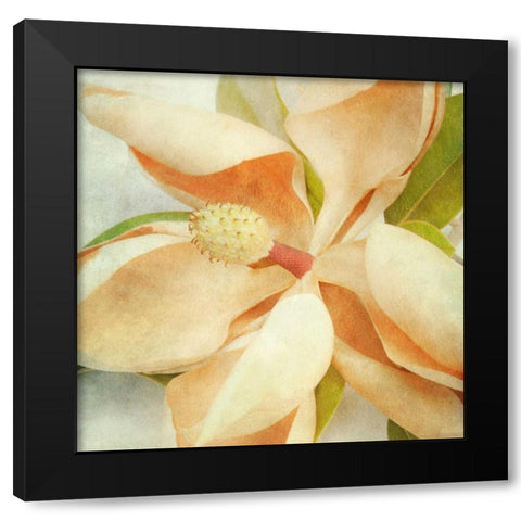 Vintage Magnolia I Black Modern Wood Framed Art Print by Malek, Honey